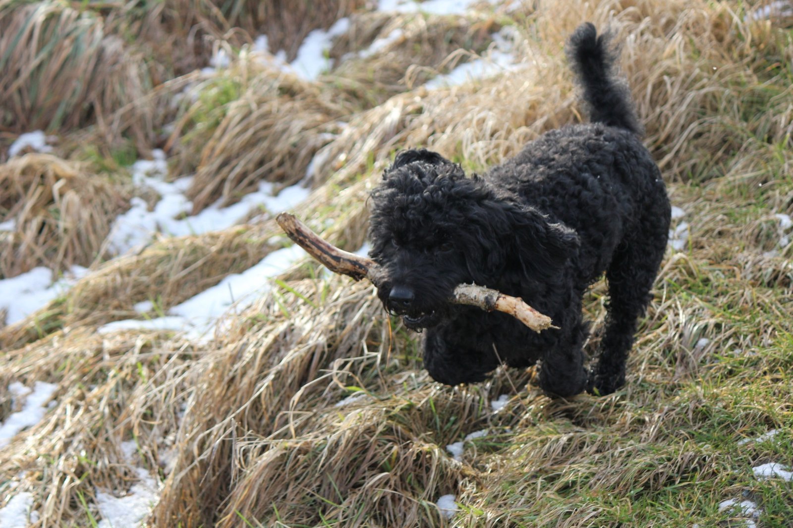 Barbet Dog Breed-