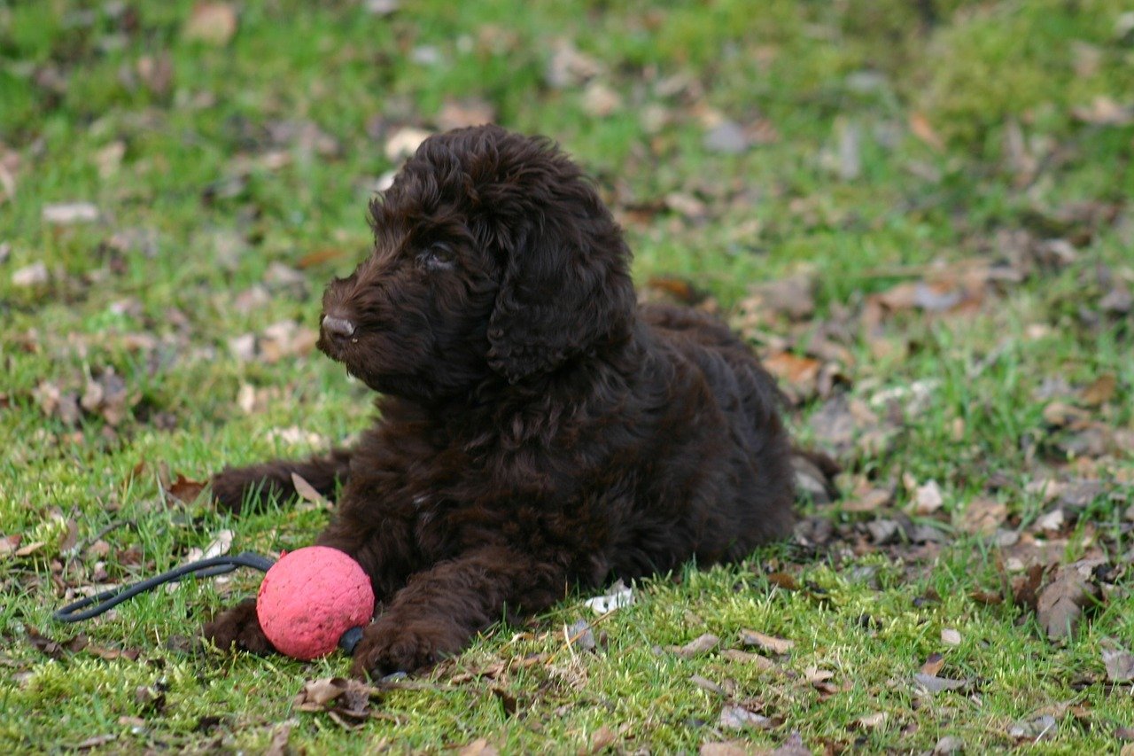 Barbet Dog Breed