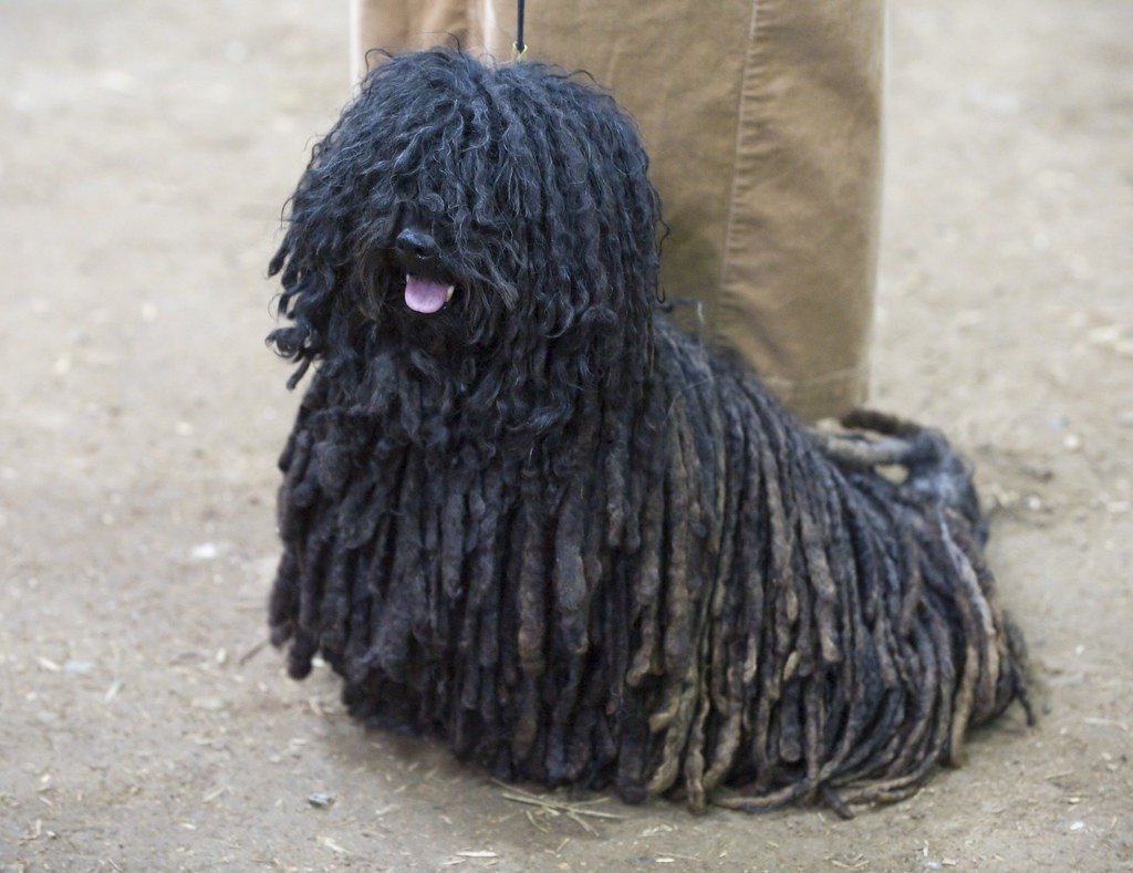 Puli-Dog-Breed-1 Interesting Things of Puli Dog Breed