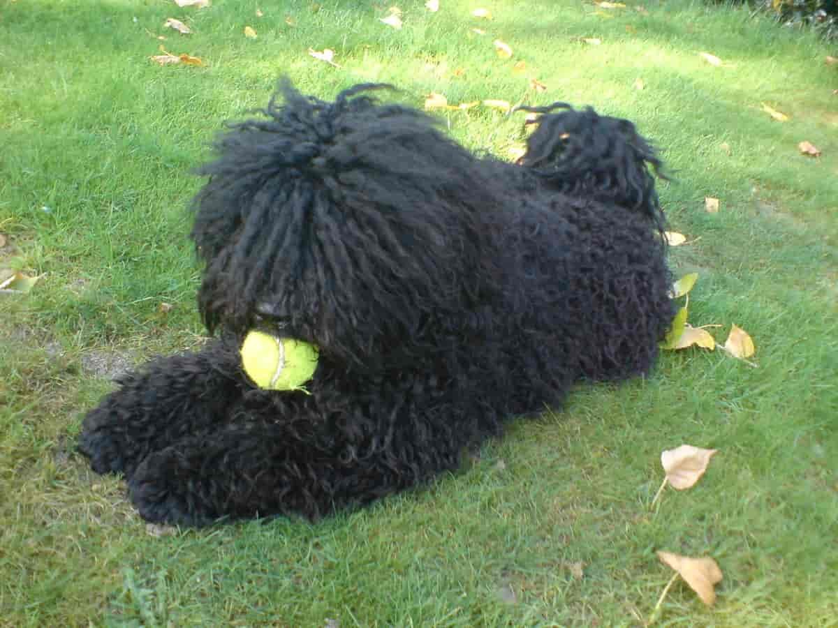 Puli-Dog-Breed-3 Interesting Things of Puli Dog Breed