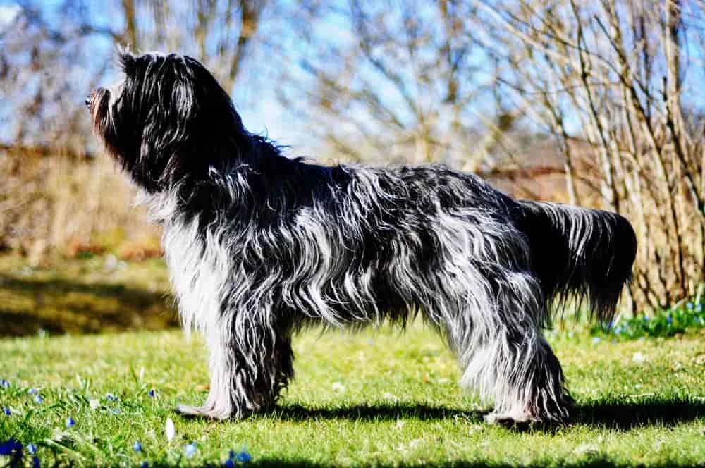 Puli-Dog-Breed-4 Interesting Things of Puli Dog Breed