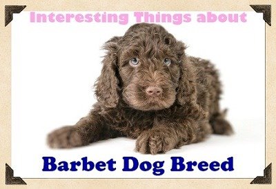 Interesting Things about Barbet Dog Breed