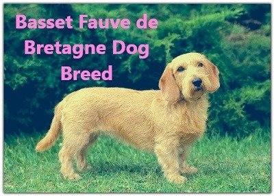 Basset Fauve de Bretagne Dog Breed to Help Others