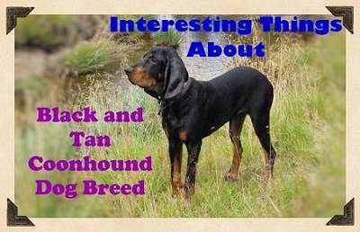 Black and Tan Coonhound Dog Breed