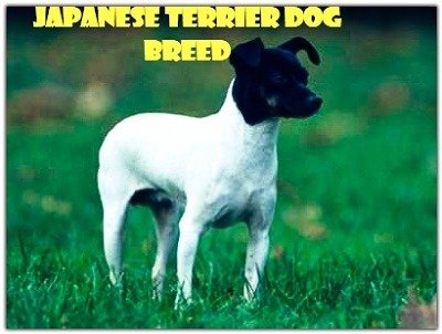 Japanese Terrier Dog Breed