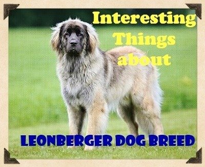 Interesting Things about Leonberger Dog Breed