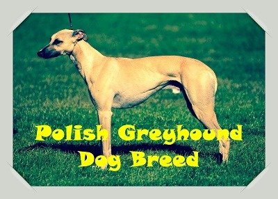 Polish Greyhound Dog Breed