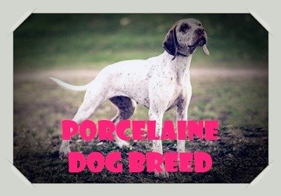 Porcelaine Dog Breed to Help Human