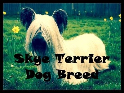 Skye Terrier Dog Breed