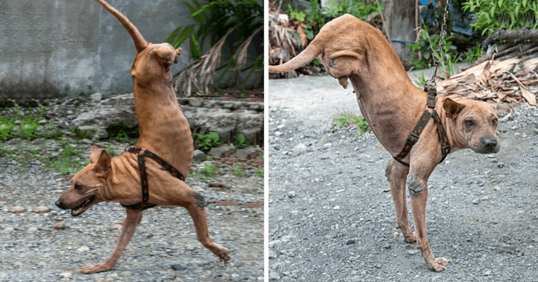 A devoted owner cares for a dog that was born without rear legs