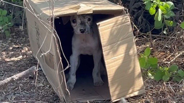 cardboard shelter-1