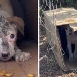 This impoverished dog stubbornly clings to his cardboard shelter