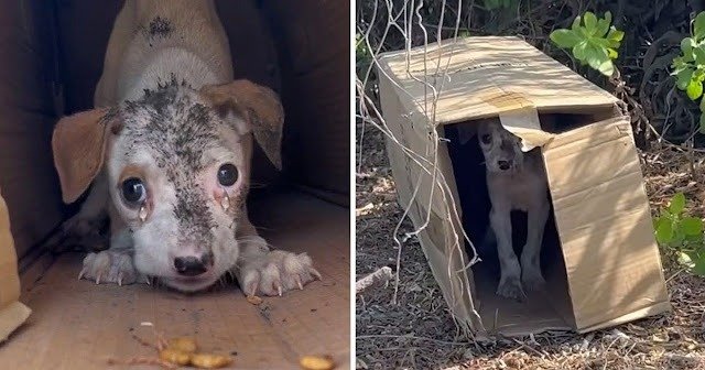 This impoverished dog stubbornly clings to his cardboard shelter