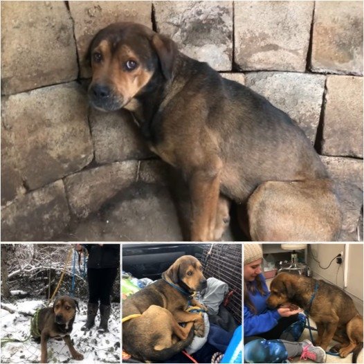 rescuers discovered a helpless dog stuck in a well