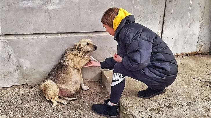 street dog tugged-2