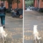 the mother dog shares a tender goodbye kiss with her puppy