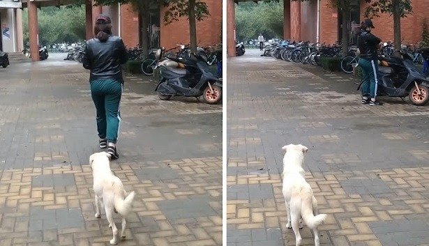 the mother dog shares a tender goodbye kiss with her puppy