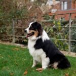 How to Care for Allergies Around Australian Shepherds