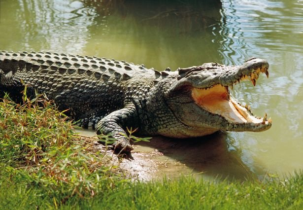 Crocodile-2 The Truth Behind Viral Crocodile Tactics