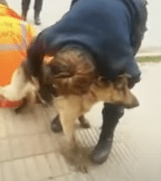 Dog-from-a-Sewer-Safely3 How to Rescue a Dog from a Sewer Safely