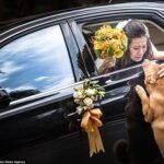 Dog's Wedding Journey 1