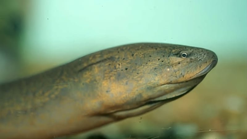 Report-Swamp-Eels1 Help Protect Florida’s Ecosystem: Report Swamp Eels