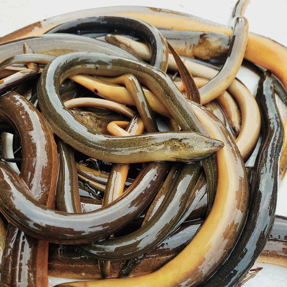 Report-Swamp-Eels2 Help Protect Florida’s Ecosystem: Report Swamp Eels