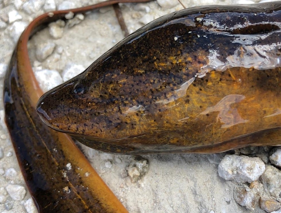 Report-Swamp-Eels3 Help Protect Florida’s Ecosystem: Report Swamp Eels